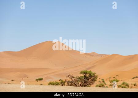 Kameldorn vor Düne und klarem blauem Himmel, Sossusvlei, Namibia - Oktober 2025 Stockfoto