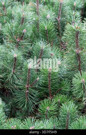 Kiefer Bonsai aus nächster Nähe Stockfoto