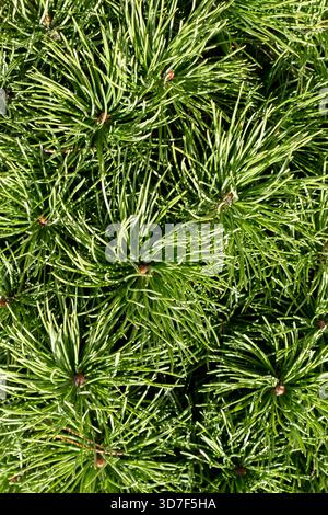 Kiefer Bonsai aus nächster Nähe Stockfoto
