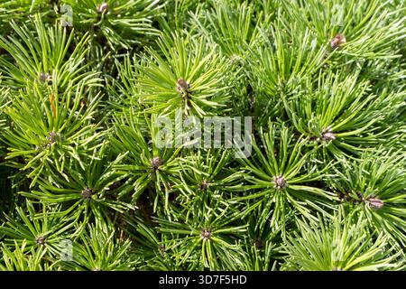 Kiefer Bonsai aus nächster Nähe Stockfoto