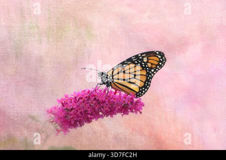 Makro eines Monarchschmetterlings (danaus plexippus), der auf einer Butternusblüte ruht - auf einem rosa strukturierten Hintergrund. Stockfoto