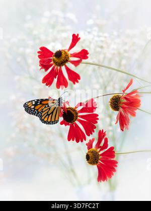 Makro eines Monarchschmetterlings (danaus plexippus) auf roten Helenblüten. Stockfoto