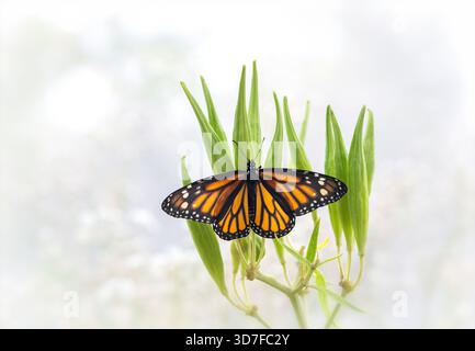 Makro eines Monarchschmetterlings (danaus plexippus), der auf Milchkrautkapseln ruht. Stockfoto