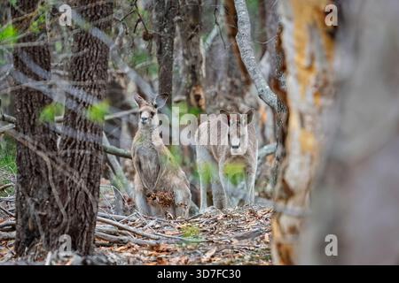 Zwei wilde Kängurus, die mitten im Walddickicht im Ku-Ring-gai Park, NSW, Australien, in die Kamera blicken Stockfoto