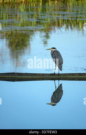 Graureiher am Caen Hill Locks Teich, Devizes beobachten und warten auf Fische, mit einer perfekten Reflexion im Wasser. Stockfoto