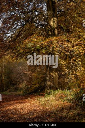 Alte Buche neben einem Waldweg im Herbst im Savernake Forest bei Marlborough, Wiltshire, UK, mit gefallenen Blättern Stockfoto
