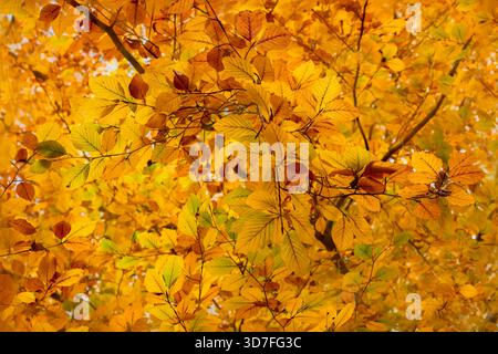 Laub und Buchenblätter im Savernake Forest in der Nähe von Marlborough, Großbritannien im Herbst mit herbstlichen Farben Stockfoto