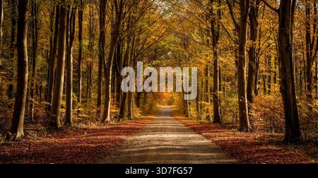Grand Avenue im Savernake Forest in der Nähe von Marlborough, Großbritannien im Herbst mit herbstlichen Farben Stockfoto