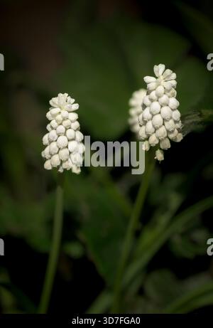 Paar weißer Traubenhyazinthen (Muscari) blühen im Frühling vor einem weichen grünen Hintergrund. Stockfoto