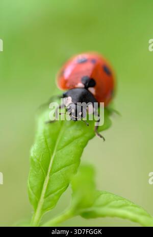 Vertikales Makrobild eines siebenfleckigen Marienkäfers auf einem Minzblatt in einem Sommergarten mit weichgrünem Copyspace Stockfoto