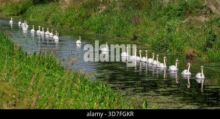 Panoramabild einer Reihe von Schwänen, die in einer Linie in einem Rhei an den Somerset Levels, Somerset, UK, an einem hellen Sonnentag schwimmen Stockfoto