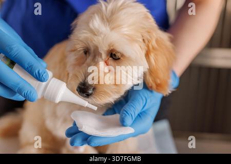 Arzt Tierarzt Tropfen Tropfen für Hunde, Wunde Hundeohren, Tropfen für die Pflege von Wunde Augen von Hunden. Stockfoto