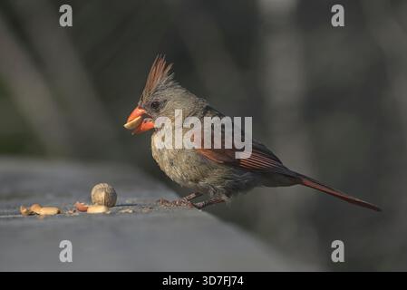 Weiblicher Kardinal isst eine Erdnuss auf einem hölzernen Deck-Ledge Stockfoto