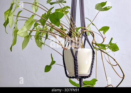 Kletternde Zimmerpflanze in einem hängenden Topf auf weißem Hintergrund. Stockfoto
