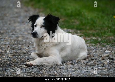 Der süße Border Collie-Hund sitzt ruhig und sanft Stockfoto