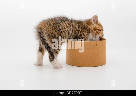 Winziges hungriges Kätzchen, das aus einem runden Karton auf weißem Hintergrund isst Stockfoto