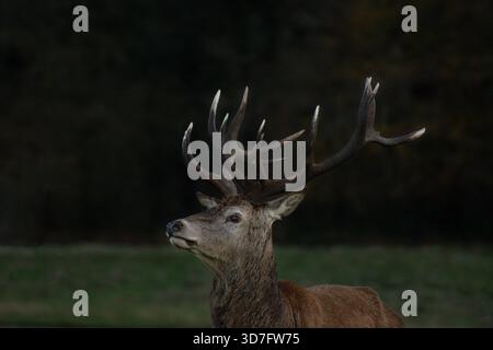 Reifer Rothirsch, im November, Richmond Park, London. Tierwelt der Stadt. Die Tierwelt in London. Herbst. Stockfoto
