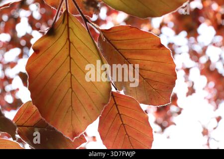Kupferbuche in Velden am Wörthersee, Kärnten, Österreich Stockfoto