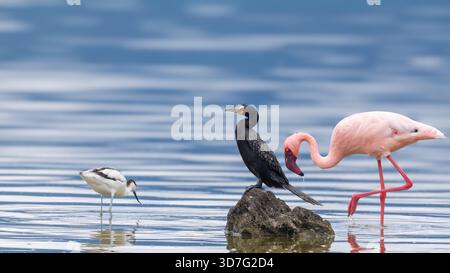 Ein einziger Kormoran- und Flamingovogel im Magadi-See im Ngorongoro Naturschutzgebiet, Tansania Stockfoto