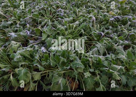 Zuckerrübenfeld im Winter, gefrorene Blätter Stockfoto