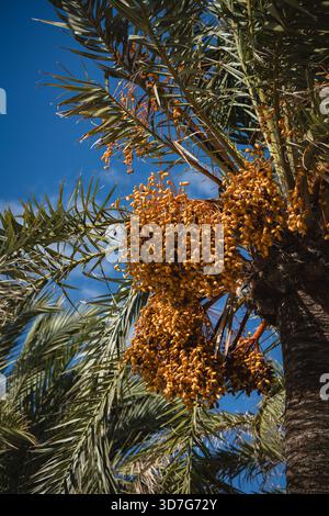 Eine Nahaufnahme einer Dattelpalme und ihrer Daten Stockfoto