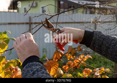 Kaukasische ausgewachsene Gartenscheren mit Gartenschere im Herbstgarten Stockfoto