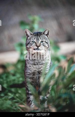 Ein Nahporträt einer Tabbykatze mit einem wunderbar ausdrucksstarken Gesicht Stockfoto