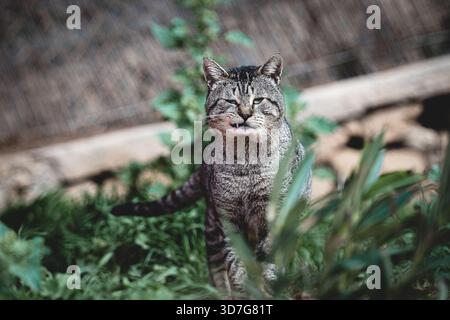 Ein Nahporträt einer Tabbykatze mit einem wunderbar ausdrucksstarken Gesicht Stockfoto