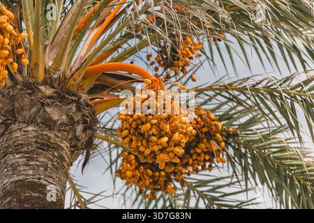 Nahaufnahme einer Dattelpalme im mittelmeer Stockfoto