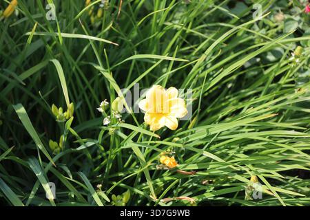 Kleine gelbe Blüten, Knospen inmitten von dichtem grünem Gras in der Sommersonne (Makro, Nahaufnahme) Stockfoto