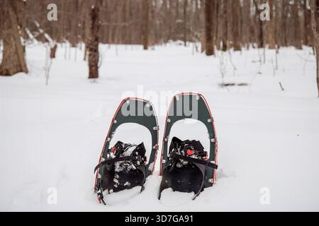 Moderne High-Tech-Schneeschuhe, die aufrecht in tiefem Pulverschnee auf einem abgelegenen Winterwaldpfad gepflanzt werden Stockfoto