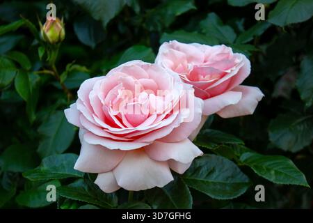 Nahaufnahme zwei rosa Rosen, die vor einem unscharfen dunkelgrünen Hintergrund blühen. Hintergrund zum Valentinstag. Stockfoto