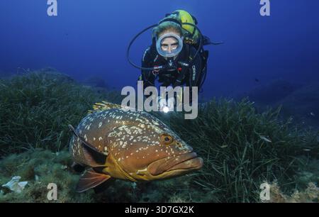 Unterwasserfoto von weiblichen Tauchern, die über Neptungras (Posidonia oceanica) schwimmen Seegraswiesen Seegraswiesen gedeihen im Salzwasser, gesehen Stockfoto