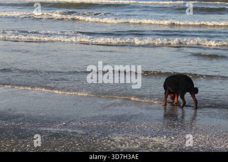 Ein Hund spielt am Strand Stockfoto