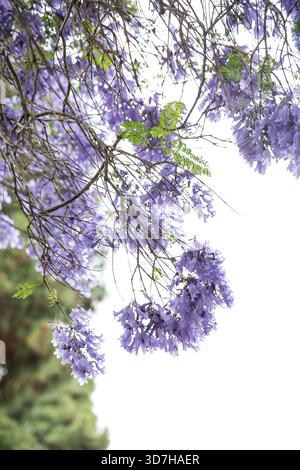 Jacaranda-Baum Stockfoto