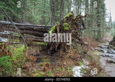 Ein gefallener Baum liegt entwurzelt, bedeckt mit hellem Moos, in der Waldszene. Emerald Lake, BC Stockfoto