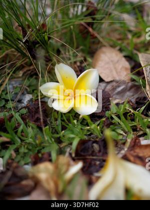 Bei einer Nahaufnahme mit niedrigem Winkel wird eine einzelne, leuchtend weiße und gelbe Plumeria-Blume (Frangipani) aufgenommen, die friedlich auf dem Boden ruht. Stockfoto