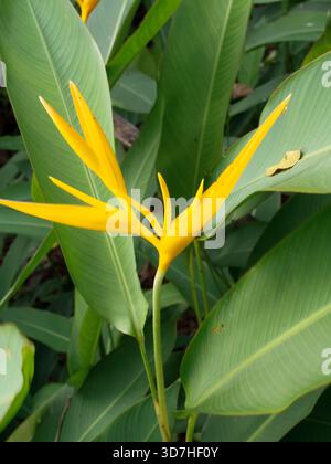 Leuchtend gelbe Heliconia „Golden Fackel“-Blüten stehen hoch inmitten üppiger, tiefgrüner tropischer Blätter. Stockfoto