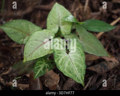 Eine auffällige Nahaufnahme der großen, lebendigen und gemusterten Blätter eines Caladiums (oft bekannt als „Engelsflügel“ oder „Herz Jesu“). Stockfoto