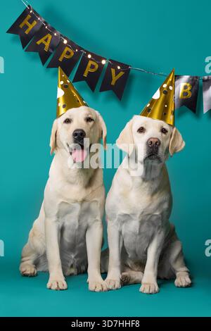 Zwei Happy Labrador-Hunde sitzen unter einem Happy Birthday-Banner in einem Studio und zeigen fröhliche Ausdrucksformen und festliche Atmosphäre. Stockfoto