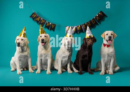 Gruppe von Hunden mit Geburtstagshüten in einem Studio mit blauem Hintergrund und Partybanner, perfekt für festliche Werbung mit Haustieren oder Grußkarten. Stockfoto