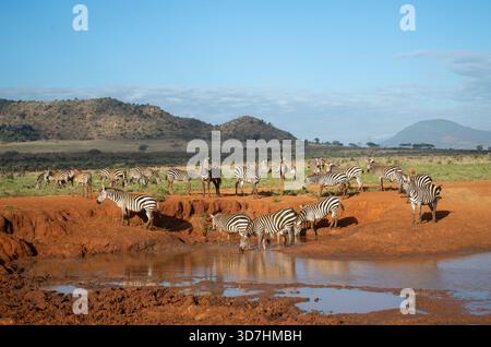 Zebras Herde (Grant's Zebras (Equus quagga boehmi) besucht eines der Wasserlöcher im Tsava East National Park, Kenia Stockfoto