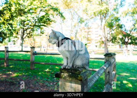 Elegante Katze auf einem verwitterten Zaunpfosten in einem malerischen Park im Freien. Hamilton, ON Stockfoto