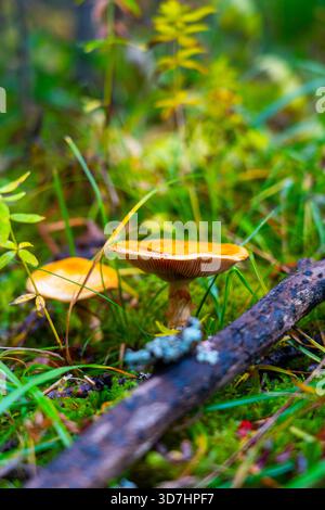 Nahaufnahme von zwei hellorange-gelb bedeckten Pilzen, die in dichtem grünem Moos und Gras auf dem Waldboden wachsen, neben einem Flechtenzweig. Stockfoto