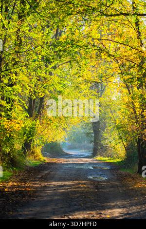 Eine dunkle, nasse, unbefestigte Straße oder ein Pfad mit Pfützen, die in einen Wald führen, der hell von einem Vordach aus leuchtenden gelben und grünen Herbstblättern bedeckt ist Stockfoto