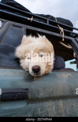 Nahaufnahme eines flauschigen weißen Samoiden, dessen Kopf aus dem Autofenster ragt und mit neugierigem Ausdruck direkt in die Kamera blickt Stockfoto