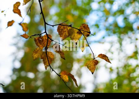 Aus nächster Nähe sehen Sie gelbe Birkenblätter auf einem dunklen Zweig, vor einem hellen, verschwommenen Himmel und einem grün-gelben Herbstdach. Stockfoto