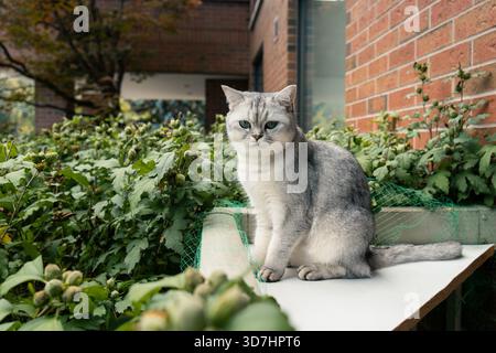 Die silberne Tabbykatze überblickt die Gartenumgebung mit einem friedlichen Auftreten. Hamilton, ON Stockfoto