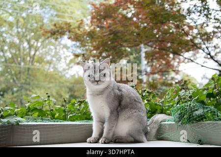 Eine silberne Tabbykatze sitzt mitten im Grünen und blickt ruhig in die Kamera. Hamilton, ON Stockfoto