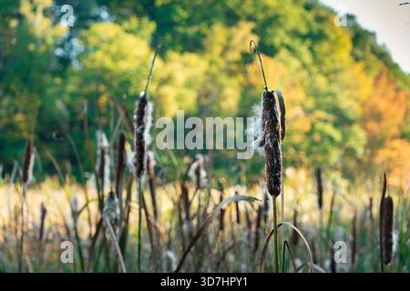 Die im Wind schwankenden Cocktails zeigen die Schönheit der Natur und die herbstlichen Töne. Hamilton, ON Stockfoto